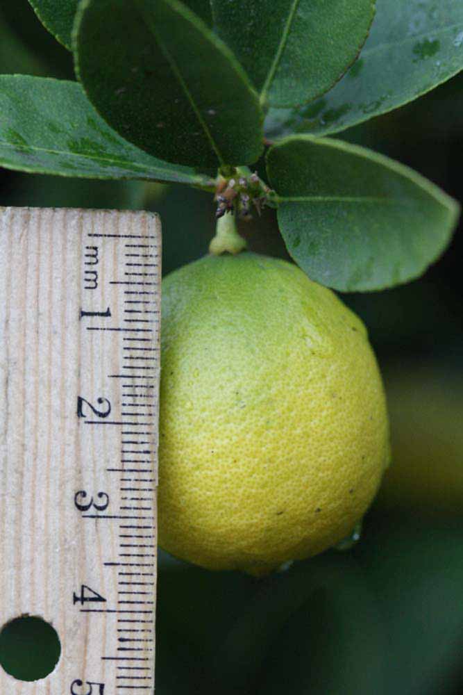            Fruit (Stow #7, Riverside, CA)   